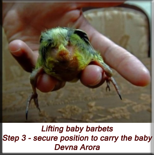 Devna Arora - Lifting baby barbets